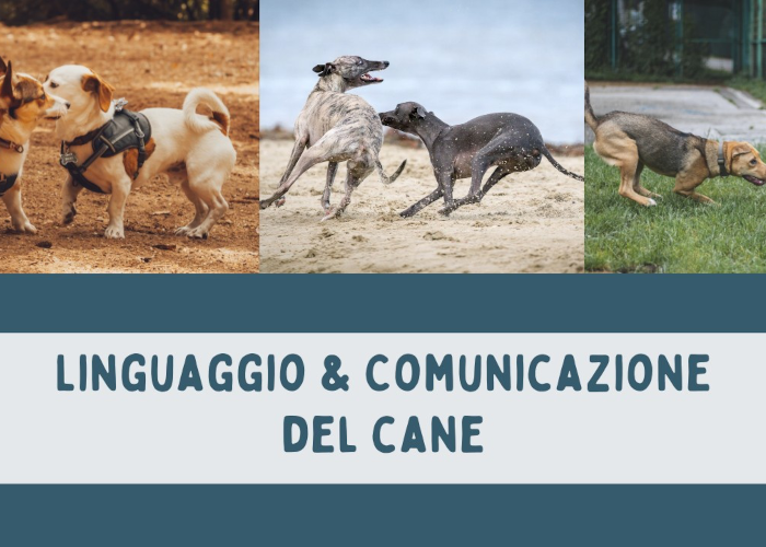 [GRATIS] Linguaggio e Comunicazione del Cane di Educazione Cinofila