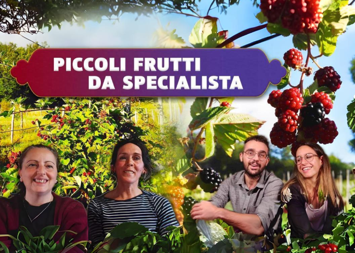 [GRATIS] Piccoli Frutti da Specialista di Rendita Agricola