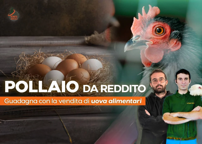 [GRATIS] Pollaio da Reddito di Rendita Agricola