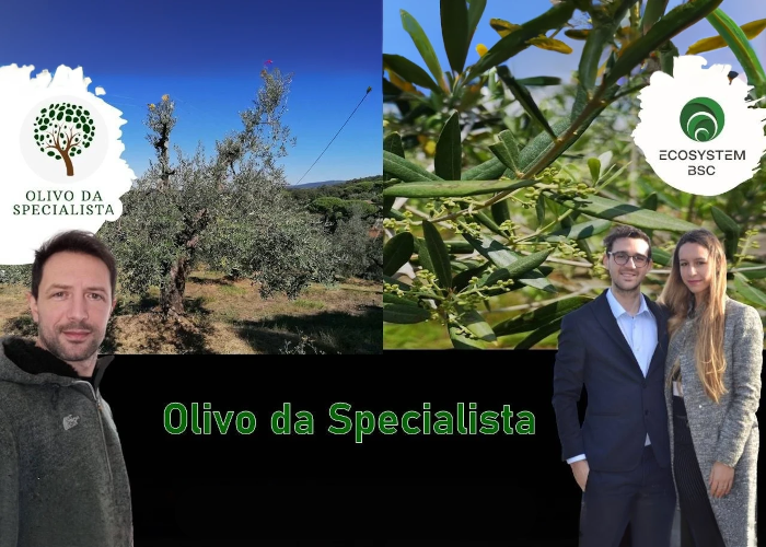 [GRATIS] Olivo Da Specialista di Rendita Agricola